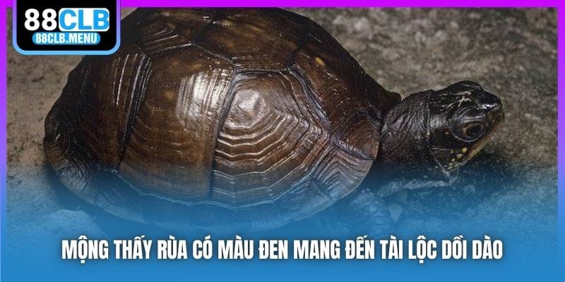 Mộng thấy rùa có màu đen mang đến tài lộc dồi dào
