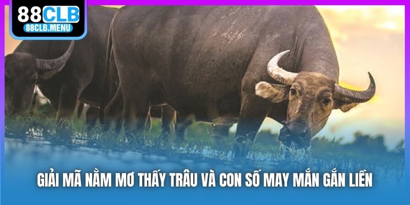 Giải Mã Nằm Mơ Thấy Trâu Và Con Số May Mắn Gắn Liền